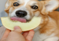 can dogs eat apples