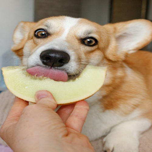 can dogs eat apples