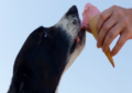 can dogs eat ice cream