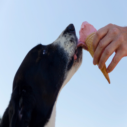can dogs eat ice cream