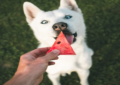 can dogs eat watermelon