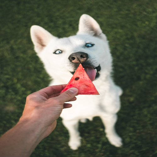 can dogs eat watermelon